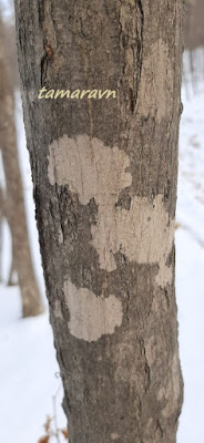 Клён ложнозибольдов (Acer pseudosieboldianum)