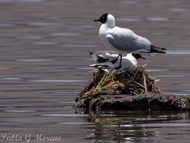 alt="gaviota andina,Chroicocepahalus serranus,aves de mendoza,gaviota de Mendoza"