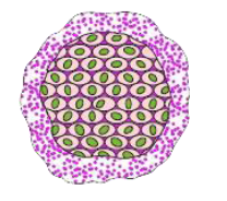 CONCEPT OF HOW DO ORGANISMS REPRODUCE