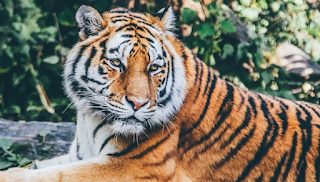 rasha bseis video man gets mauled by tigers