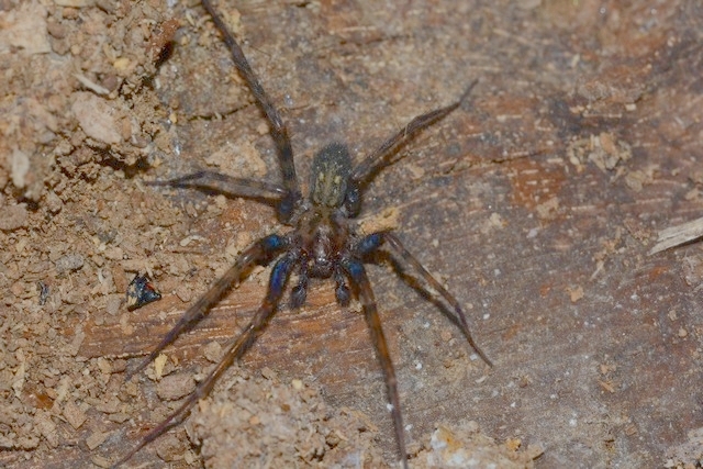 Tegenaria femoralis