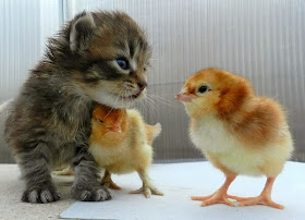 Funny animals of the week - 21 February 2014 (40 pics), kitten and chicks playing
