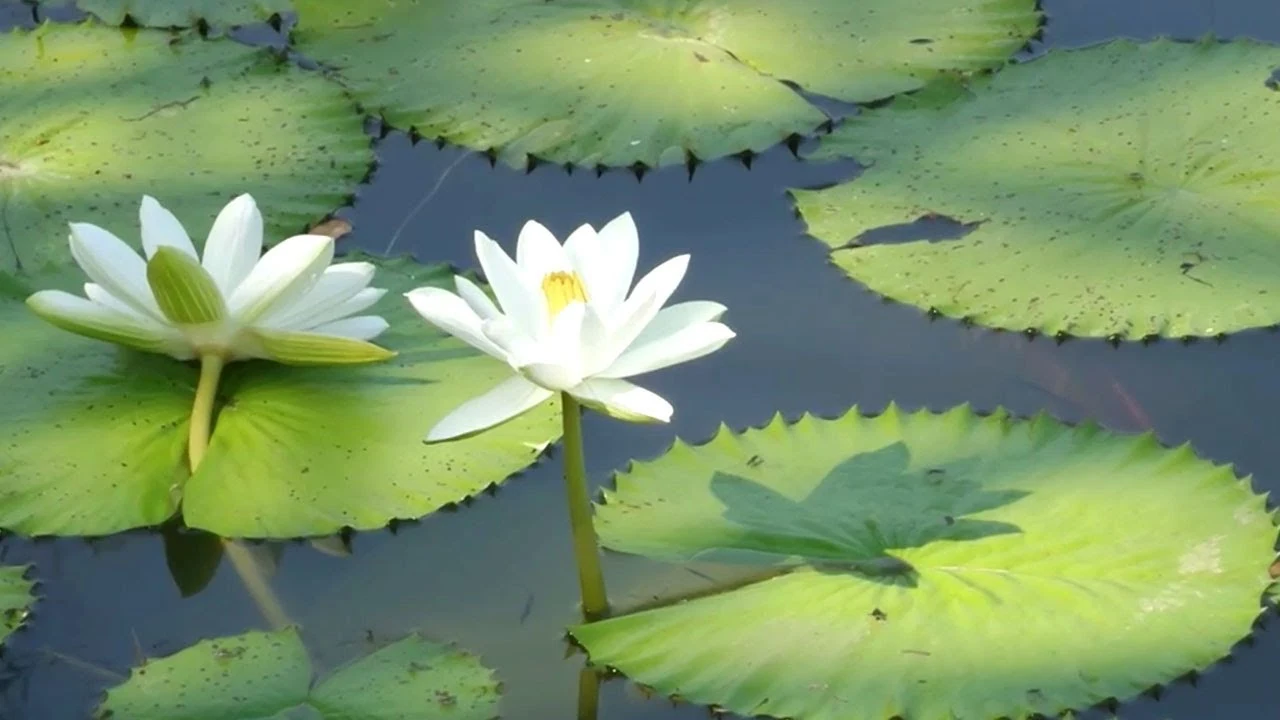 শাপলা ফুলের ছবি ফ্রি ডাউনলোড করুন - Shapla flower picture - নিওটেরিক আইটি - NoetericIT.com