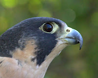 Closeup of head with large eye, Peregrine falcon – photo by Greg Hume