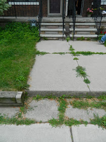 Beach Hill front yard cleanup before by Paul Jung Gardening Services Toronto