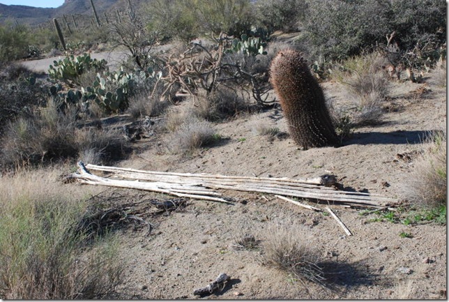 01-02-12 Saguaro National Park - West 027