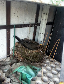 Blackbird in nest kosovka v gnezdu na setvenem platoju