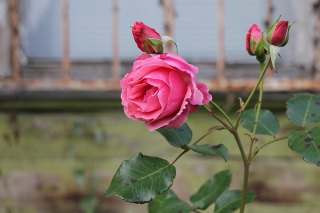 Manfaat bunga mawar bagi lingkungan rumah