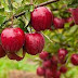 Nutritional Value of Popular Fruits for Weight Control