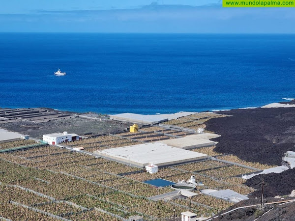 El Gobierno abona un tercer anticipo de 1,8 millones para contribuir a la recuperación del plátano en La Palma