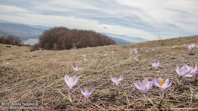 Crocus plant - Medicinal Plants in Macedonia