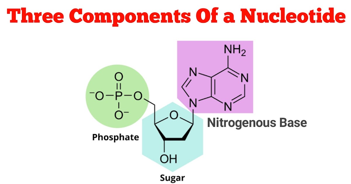 What Three Components Make Up A Nucleotide