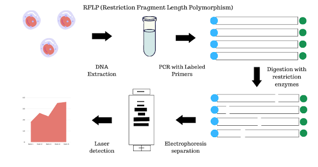 Restriction Fragment Length Polymorphism