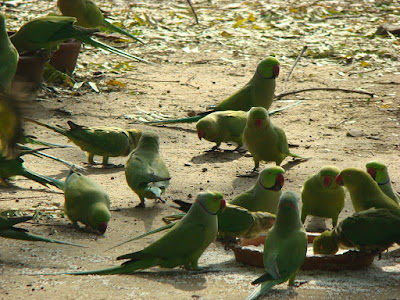 Homeland of Birds in Bharatpur