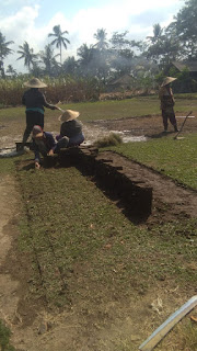 Info jual rumput taman gajah mini kepanjen malang termurah April Tahun 2024