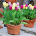 Kỹ thuật trồng và chăm sóc hoa tuylip