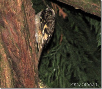 Brown Creeper