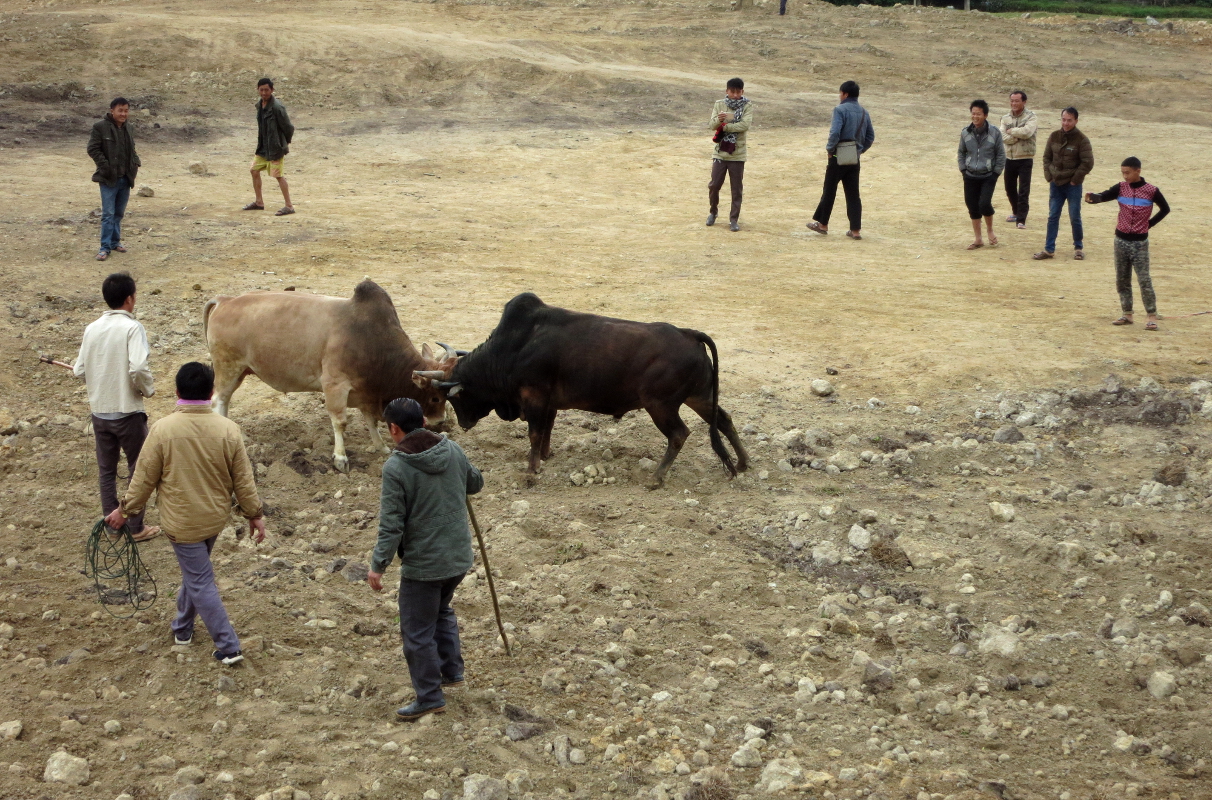 Бой быков в Лаосе