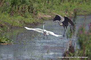 Egrets and Herons Part I