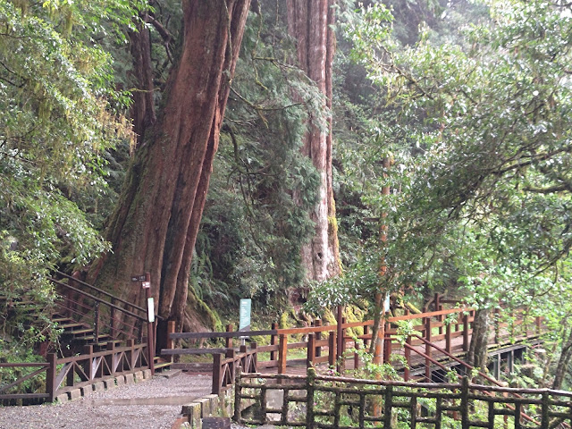 拉拉山國家森林遊樂區 - 神木4號