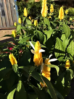Piruleta - Pachystachys lutea