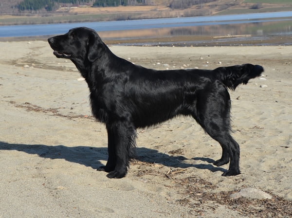 flat coated retriever