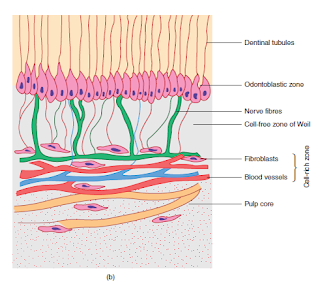 histology of the pulp, zones of pulp, odontoblastic zone, cell free zone, cell rich zone, pulp core