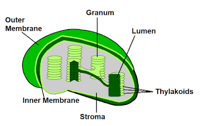 Diagram of Plastids labelled with Granum, outer membrane, inner membrane, stroma, Thylakoids