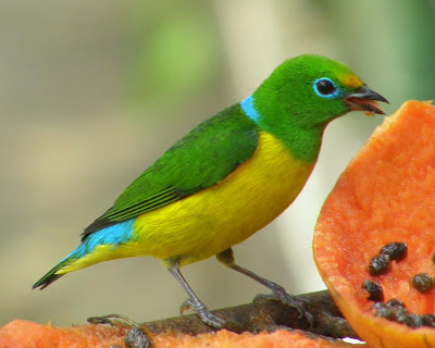 Blue naped Chlorophonia