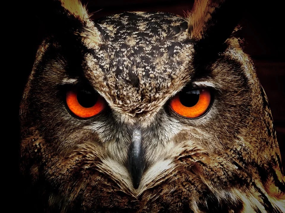 Owl, Bird, Eyes, Eagle Owl, Birds, View, Animals
