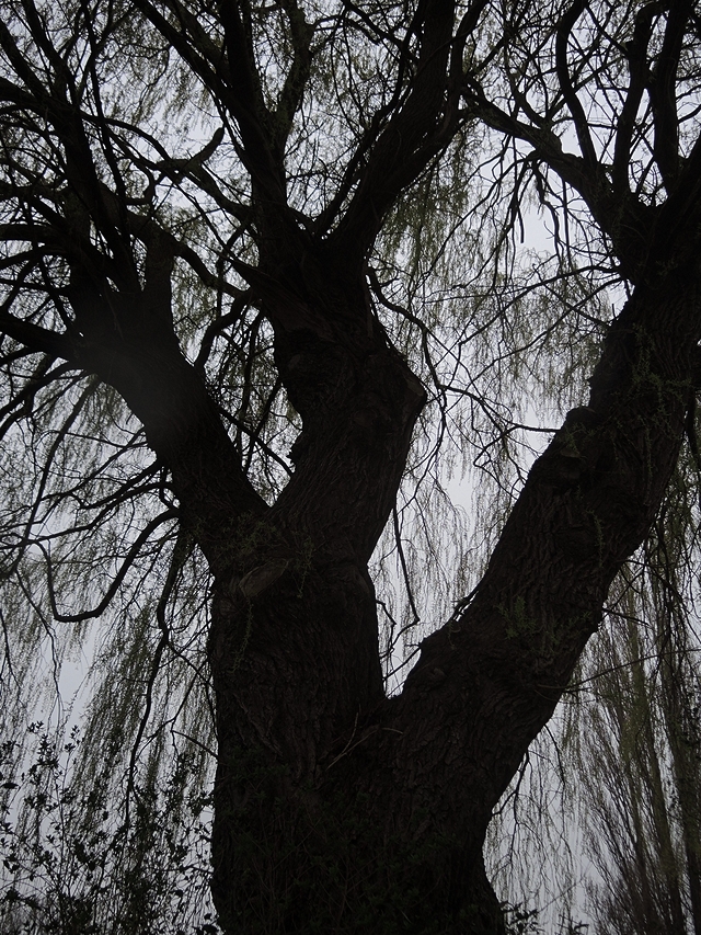 In het park: mossen en grassen en bomen en zonnestralen op de bremweide