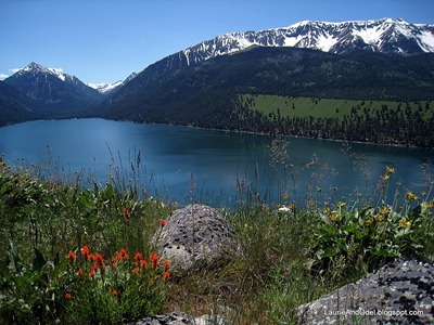 Indian Paintbrush garden