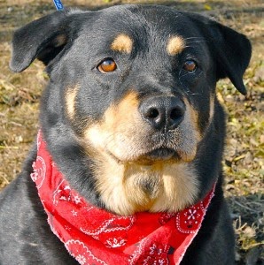 Imagens de pastor alemão misturado com rottweiler