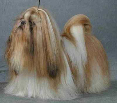 Shih Tzu