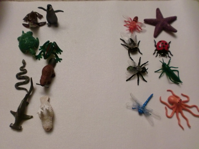 vertebrates and invertebrates. She sorted the vertebrates and