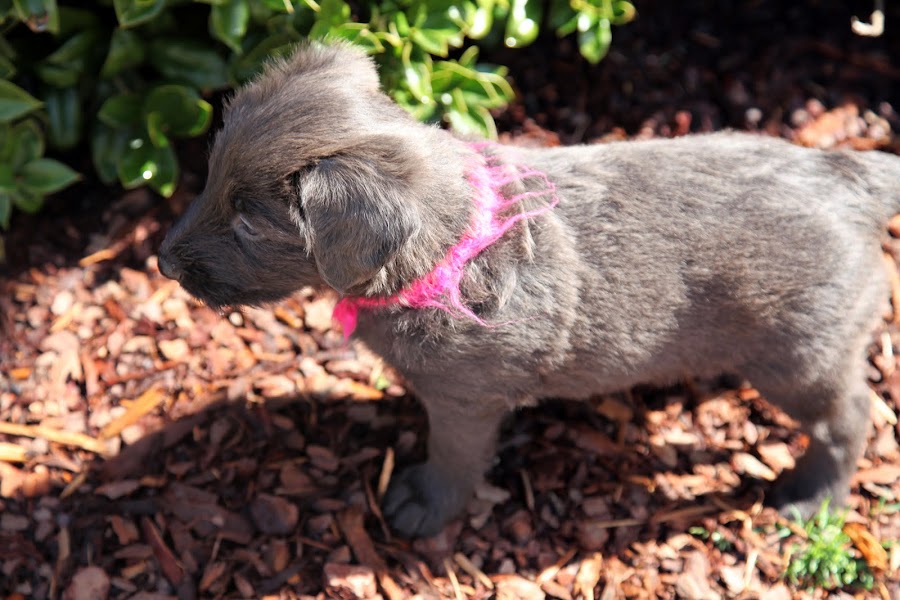 briard puppy