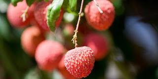 Eat Lychee To Fight Breast Cancer