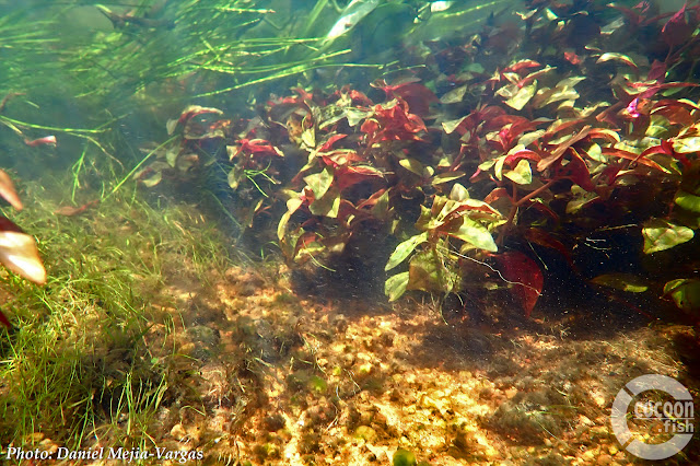 Apistogramma viejita habitat photos