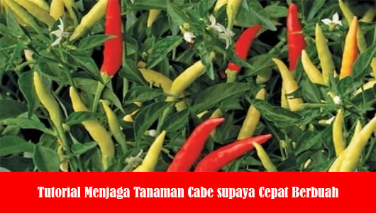 Tutorial Menjaga Tanaman Cabe supaya Cepat Berbuah