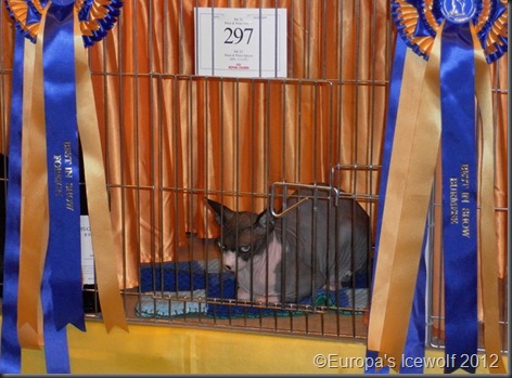 Best in show_Foreign_Black and White Spynx Cat (Hairless Cat)