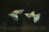 Jual Guppy Yellow Grass  Snake Skin ,  Harga Guppy Yellow Grass  Snake Skin ,  Toko Guppy Yellow Grass  Snake Skin ,  Diskon Guppy Yellow Grass  Snake Skin ,  Beli Guppy Yellow Grass  Snake Skin ,  Review Guppy Yellow Grass  Snake Skin ,  Promo Guppy Yellow Grass  Snake Skin ,  Spesifikasi Guppy Yellow Grass  Snake Skin ,  Guppy Yellow Grass  Snake Skin  Murah,  Guppy Yellow Grass  Snake Skin  Asli,  Guppy Yellow Grass  Snake Skin  Original,  Guppy Yellow Grass  Snake Skin  Jakarta,  Jenis Guppy Yellow Grass  Snake Skin ,  Budidaya Guppy Yellow Grass  Snake Skin ,  Peternak Guppy Yellow Grass  Snake Skin ,  Cara Merawat Guppy Yellow Grass  Snake Skin ,  Tips Merawat Guppy Yellow Grass  Snake Skin ,  Bagaimana cara merawat Guppy Yellow Grass  Snake Skin ,  Bagaimana mengobati Guppy Yellow Grass  Snake Skin ,  Ciri-Ciri Hamil Guppy Yellow Grass  Snake Skin ,  Kandang Guppy Yellow Grass  Snake Skin ,  Ternak Guppy Yellow Grass  Snake Skin ,  Makanan Guppy Yellow Grass  Snake Skin ,  Guppy Yellow Grass  Snake Skin  Termahal,  Adopsi Guppy Yellow Grass  Snake Skin ,  Jual Cepat Guppy Yellow Grass  Snake Skin ,  Guppy Yellow Grass  Snake Skin   Jakarta,  Guppy Yellow Grass  Snake Skin   Bandung,  Guppy Yellow Grass  Snake Skin   Medan,  Guppy Yellow Grass  Snake Skin   Bali,  Guppy Yellow Grass  Snake Skin   Makassar,  Guppy Yellow Grass  Snake Skin   Jambi,  Guppy Yellow Grass  Snake Skin   Pekanbaru,  Guppy Yellow Grass  Snake Skin   Palembang,  Guppy Yellow Grass  Snake Skin   Sumatera,  Guppy Yellow Grass  Snake Skin   Langsa,  Guppy Yellow Grass  Snake Skin   Lhokseumawe,  Guppy Yellow Grass  Snake Skin   Meulaboh,  Guppy Yellow Grass  Snake Skin   Sabang,  Guppy Yellow Grass  Snake Skin   Subulussalam,  Guppy Yellow Grass  Snake Skin   Denpasar,  Guppy Yellow Grass  Snake Skin   Pangkalpinang,  Guppy Yellow Grass  Snake Skin   Cilegon,  Guppy Yellow Grass  Snake Skin   Serang,  Guppy Yellow Grass  Snake Skin   Tangerang Selatan,  Guppy Yellow Grass  Snake Skin   Tangerang,  Guppy Yellow Grass  Snake Skin   Bengkulu,  Guppy Yellow Grass  Snake Skin   Gorontalo,  Guppy Yellow Grass  Snake Skin   guppy,  Guppy Yellow Grass  Snake Skin   tropical fish,  Guppy Yellow Grass  Snake Skin   aquarium fish,  Guppy Yellow Grass  Snake Skin   bubble guppies games,  Guppy Yellow Grass  Snake Skin   guppy fish,  Guppy Yellow Grass  Snake Skin   bubble guppies videos,  Guppy Yellow Grass  Snake Skin   bubble guppies episodes,  Guppy Yellow Grass  Snake Skin   bubble guppies full episodes,  Guppy Yellow Grass  Snake Skin   super guppy,  Guppy Yellow Grass  Snake Skin   bubble guppies cast,  Guppy Yellow Grass  Snake Skin   aquarium online,  Guppy Yellow Grass  Snake Skin   bubble guppies songs,  Guppy Yellow Grass  Snake Skin   tetra aquarium,  Guppy Yellow Grass  Snake Skin   guppies for sale,  Guppy Yellow Grass  Snake Skin   pregnant guppy,  Guppy Yellow Grass  Snake Skin   bubble guppies characters,  Guppy Yellow Grass  Snake Skin   bubble guppy,  Guppy Yellow Grass  Snake Skin   bubble guppies names,  Guppy Yellow Grass  Snake Skin   guppies fish,  Guppy Yellow Grass  Snake Skin   guppy breeding,  Guppy Yellow Grass  Snake Skin   breeding guppies,  Guppy Yellow Grass  Snake Skin   bubble guppie,  Guppy Yellow Grass  Snake Skin   nick jr bubble guppies,  Guppy Yellow Grass  Snake Skin   bubble guppies coloring pages,  Guppy Yellow Grass  Snake Skin   bubble guppies video,  Guppy Yellow Grass  Snake Skin   bubble guppy games,  Guppy Yellow Grass  Snake Skin   guppy aquarium,  Guppy Yellow Grass  Snake Skin   guppy care,  Guppy Yellow Grass  Snake Skin   baby guppies,  Guppy Yellow Grass  Snake Skin   design aquarium,  Guppy Yellow Grass  Snake Skin   how to breed guppies,  Guppy Yellow Grass  Snake Skin   endlers guppy,  Guppy Yellow Grass  Snake Skin   bubble guppies wiki,  Guppy Yellow Grass  Snake Skin   bubble guppies game,  Guppy Yellow Grass  Snake Skin   guppies care,  Guppy Yellow Grass  Snake Skin   guppy fry,  Guppy Yellow Grass  Snake Skin   male guppies,  Guppy Yellow Grass  Snake Skin   buble guppies,  Guppy Yellow Grass  Snake Skin   guppy fish care,  Guppy Yellow Grass  Snake Skin   female guppies,  Guppy Yellow Grass  Snake Skin   female guppy,  Guppy Yellow Grass  Snake Skin   guppy tank,  Guppy Yellow Grass  Snake Skin   types of guppies,  Guppy Yellow Grass  Snake Skin   online aquarium,  Guppy Yellow Grass  Snake Skin   guppies aquarium,  Guppy Yellow Grass  Snake Skin   pregnant guppies,  Guppy Yellow Grass  Snake Skin   guppy giving birth,  Guppy Yellow Grass  Snake Skin   what do guppies eat,  Guppy Yellow Grass  Snake Skin   guppy life span,  Guppy Yellow Grass  Snake Skin   guppy pond,  Guppy Yellow Grass  Snake Skin   guppy grass,  Guppy Yellow Grass  Snake Skin   guppies breeding,  Guppy Yellow Grass  Snake Skin   aquarium guppy,  Guppy Yellow Grass  Snake Skin   guppies giving birth,  Guppy Yellow Grass  Snake Skin   bubble guppies pictures,  Guppy Yellow Grass  Snake Skin   bubble guppies show,  Guppy Yellow Grass  Snake Skin   male guppy,  Guppy Yellow Grass  Snake Skin   guppy fish for sale,  Guppy Yellow Grass  Snake Skin   pregnant guppy fish,  Guppy Yellow Grass  Snake Skin   endler guppies,  Guppy Yellow Grass  Snake Skin   guppy babies,  Guppy Yellow Grass  Snake Skin   the bubble guppies,  Guppy Yellow Grass  Snake Skin   bubble guppies images,  Guppy Yellow Grass  Snake Skin   bubble guppies bubble puppy,  Guppy Yellow Grass  Snake Skin   guppy food,  Guppy Yellow Grass  Snake Skin   ferplast aquarium,  Guppy Yellow Grass  Snake Skin   guppy temperature,  Guppy Yellow Grass  Snake Skin   the binding isaac,  Guppy Yellow Grass  Snake Skin   guppy tail,  Guppy Yellow Grass  Snake Skin   the rebirth of isaac,  Guppy Yellow Grass  Snake Skin   the binding of isaac rebirth guppy,  Guppy Yellow Grass  Snake Skin   isaac the game,  Guppy Yellow Grass  Snake Skin   guppie fish,  Guppy Yellow Grass  Snake Skin   guppy fish breeding,  Guppy Yellow Grass  Snake Skin   guppy for sale,  Guppy Yellow Grass  Snake Skin   guppy tank mates,  Guppy Yellow Grass  Snake Skin   aquarium shop online,  Guppy Yellow Grass  Snake Skin   guppy gestation,  Guppy Yellow Grass  Snake Skin   the binding of isaac guppy,  Guppy Yellow Grass  Snake Skin   keeping guppies,  Guppy Yellow Grass  Snake Skin   guppy definition,  Guppy Yellow Grass  Snake Skin   guppy meaning,  Guppy Yellow Grass  Snake Skin   guppy breathing,  Guppy Yellow Grass  Snake Skin   fish tropical,  Guppy Yellow Grass  Snake Skin   endlers guppies,  Guppy Yellow Grass  Snake Skin   baby guppy,  Guppy Yellow Grass  Snake Skin   nickelodeon bubble guppies,  Guppy Yellow Grass  Snake Skin   guppy fish tank,  Guppy Yellow Grass  Snake Skin   guppy types,  Guppy Yellow Grass  Snake Skin   guppy fish types,  Guppy Yellow Grass  Snake Skin   guppy diseases,  Guppy Yellow Grass  Snake Skin   the binding of isaac 2,  Guppy Yellow Grass  Snake Skin   isaac the binding,  Guppy Yellow Grass  Snake Skin   wild guppies,  Guppy Yellow Grass  Snake Skin   wild guppy,  Guppy Yellow Grass  Snake Skin   fantail guppies,  Guppy Yellow Grass  Snake Skin   guppy pregnancy,  Guppy Yellow Grass  Snake Skin   lyretail guppy,  Guppy Yellow Grass  Snake Skin   pregnant guppy stages,  Guppy Yellow Grass  Snake Skin   guppy pregnant,  Guppy Yellow Grass  Snake Skin   male and female guppies,  Guppy Yellow Grass  Snake Skin   bubble guppys,  Guppy Yellow Grass  Snake Skin   guppy birth,  Guppy Yellow Grass  Snake Skin   do guppies need a heater,  Guppy Yellow Grass  Snake Skin   pictures of guppies,  Guppy Yellow Grass  Snake Skin   guppy fish life span,  Guppy Yellow Grass  Snake Skin   guppy water temperature,  Guppy Yellow Grass  Snake Skin   show guppies,  Guppy Yellow Grass  Snake Skin   black guppy,  Guppy Yellow Grass  Snake Skin   red guppy,  Guppy Yellow Grass  Snake Skin   binding isaac wiki,  Guppy Yellow Grass  Snake Skin   binding of isaac 2,  Guppy Yellow Grass  Snake Skin   moscow guppy,  Guppy Yellow Grass  Snake Skin   guppy forum,  Guppy Yellow Grass  Snake Skin   guppies online,  Guppy Yellow Grass  Snake Skin   fantail guppy,  Guppy Yellow Grass  Snake Skin   yellow guppy,  Guppy Yellow Grass  Snake Skin   snakeskin guppy,  Guppy Yellow Grass  Snake Skin   guppy fry growth chart,  Guppy Yellow Grass  Snake Skin   guppy fish food,  Guppy Yellow Grass  Snake Skin   temperature for guppies,  Guppy Yellow Grass  Snake Skin   water temperature for guppies,  Guppy Yellow Grass  Snake Skin   guppy games,  Guppy Yellow Grass  Snake Skin   black moscow guppy,  Guppy Yellow Grass  Snake Skin   full red guppy,  Guppy Yellow Grass  Snake Skin   blue moscow guppy,  Guppy Yellow Grass  Snake Skin   game isaac,  Guppy Yellow Grass  Snake Skin   male guppy fish,  Guppy Yellow Grass  Snake Skin   guppy varieties,  Guppy Yellow Grass  Snake Skin   albino guppy,  Guppy Yellow Grass  Snake Skin   guppy pregnancy stages,  Guppy Yellow Grass  Snake Skin   tequila sunrise guppy,  Guppy Yellow Grass  Snake Skin   guppy fin rot,  Guppy Yellow Grass  Snake Skin   guppy genetics,  Guppy Yellow Grass  Snake Skin   pink guppy,  Guppy Yellow Grass  Snake Skin   the guppy,  Guppy Yellow Grass  Snake Skin   highland guppy,  Guppy Yellow Grass  Snake Skin   guppy breeding tank,  Guppy Yellow Grass  Snake Skin   guppy breeds,  Guppy Yellow Grass  Snake Skin   show guppies for sale,  Guppy Yellow Grass  Snake Skin   guppies for sale uk,  Guppy Yellow Grass  Snake Skin   is my guppy pregnant,  Guppy Yellow Grass  Snake Skin   guppies having babies,  Guppy Yellow Grass  Snake Skin   guppy female,  Guppy Yellow Grass  Snake Skin   guppy fry care,  Guppy Yellow Grass  Snake Skin   do guppies need a filter,  Guppy Yellow Grass  Snake Skin   do guppies eat their babies,  Guppy Yellow Grass  Snake Skin   do guppies sleep,  Guppy Yellow Grass  Snake Skin   aquarium 40 liter,  Guppy Yellow Grass  Snake Skin   guppy game,  Guppy Yellow Grass  Snake Skin   neon guppies,  Guppy Yellow Grass  Snake Skin   neon guppy,  Guppy Yellow Grass  Snake Skin   guppy neon,  Guppy Yellow Grass  Snake Skin   isaac of binding,  Guppy Yellow Grass  Snake Skin   moscow blue guppy,  Guppy Yellow Grass  Snake Skin   guppy tail rot,  Guppy Yellow Grass  Snake Skin   isaac the rebirth,  Guppy Yellow Grass  Snake Skin   fish guppies,  Guppy Yellow Grass  Snake Skin   guppies dying,  Guppy Yellow Grass  Snake Skin   guppy species,  Guppy Yellow Grass  Snake Skin   guppy gravid spot,  Guppy Yellow Grass  Snake Skin   the of isaac,  Guppy Yellow Grass  Snake Skin   breeding guppies for beginners,  Guppy Yellow Grass  Snake Skin   guppy breeding cycle,  Guppy Yellow Grass  Snake Skin   female guppies for sale,  Guppy Yellow Grass  Snake Skin   guppies pregnant,  Guppy Yellow Grass  Snake Skin   pregnant female guppy,  Guppy Yellow Grass  Snake Skin   caring for guppies,  Guppy Yellow Grass  Snake Skin   guppies babies,  Guppy Yellow Grass  Snake Skin   guppy fry growth,  Guppy Yellow Grass  Snake Skin   guppy tank setup,  Guppy Yellow Grass  Snake Skin   guppy fish giving birth,  Guppy Yellow Grass  Snake Skin   guppy fry food,  Guppy Yellow Grass  Snake Skin   different types of guppies,  Guppy Yellow Grass  Snake Skin   types of guppy,  Guppy Yellow Grass  Snake Skin   guppy pictures,  Guppy Yellow Grass  Snake Skin   aquarium voor beginners,  Guppy Yellow Grass  Snake Skin   guppy life cycle,  Guppy Yellow Grass  Snake Skin   guppies temperature,  Guppy Yellow Grass  Snake Skin   guppy gestation period,  Guppy Yellow Grass  Snake Skin   the binding of the isaac,  Guppy Yellow Grass  Snake Skin   feeding guppies,  Guppy Yellow Grass  Snake Skin   guppi fish,  Guppy Yellow Grass  Snake Skin   guppy fish facts,  Guppy Yellow Grass  Snake Skin   guppy breeders,  Guppy Yellow Grass  Snake Skin   guppy wiki,  Guppy Yellow Grass  Snake Skin   freshwater guppies,  Guppy Yellow Grass  Snake Skin   rare guppies,  Guppy Yellow Grass  Snake Skin   raising guppies,  Guppy Yellow Grass  Snake Skin   guppy colors,  Guppy Yellow Grass  Snake Skin   guppy strains,  Guppy Yellow Grass  Snake Skin   guppy size,  Guppy Yellow Grass  Snake Skin   turquoise guppy,  Guppy Yellow Grass  Snake Skin   leopard guppy,  Guppy Yellow Grass  Snake Skin   guppy love,  Guppy Yellow Grass  Snake Skin   guppy images,  Guppy Yellow Grass  Snake Skin   guppy plant,  Guppy Yellow Grass  Snake Skin   water temp for guppies,  Guppy Yellow Grass  Snake Skin   guppy breeding setup,  Guppy Yellow Grass  Snake Skin   guppies for sale online,  Guppy Yellow Grass  Snake Skin   guppys aquarium,  Guppy Yellow Grass  Snake Skin   guppy fish pregnant,  Guppy Yellow Grass  Snake Skin   guppy care sheet,  Guppy Yellow Grass  Snake Skin   endler guppy hybrid,  Guppy Yellow Grass  Snake Skin   baby guppy fish,  Guppy Yellow Grass  Snake Skin   female guppy fish,  Guppy Yellow Grass  Snake Skin   bubble guppies nickelodeon,  Guppy Yellow Grass  Snake Skin   guppy tanks,  Guppy Yellow Grass  Snake Skin   guppies food,  Guppy Yellow Grass  Snake Skin   best food for guppies,  Guppy Yellow Grass  Snake Skin   tropical guppies,  Guppy Yellow Grass  Snake Skin   black guppy fish,  Guppy Yellow Grass  Snake Skin   black moscow guppies,  Guppy Yellow Grass  Snake Skin   gestation period for guppies,  Guppy Yellow Grass  Snake Skin   blue neon guppy,  Guppy Yellow Grass  Snake Skin   red mosaic guppy,  Guppy Yellow Grass  Snake Skin   betta and guppies,  Guppy Yellow Grass  Snake Skin   guppy fishes,  Guppy Yellow Grass  Snake Skin   fish compatible with guppies,  Guppy Yellow Grass  Snake Skin   what is a guppy fish,  Guppy Yellow Grass  Snake Skin   guppy s,  Guppy Yellow Grass  Snake Skin   guppy guppy,  Guppy Yellow Grass  Snake Skin   guppy facts,  Guppy Yellow Grass  Snake Skin   guppy behavior,  Guppy Yellow Grass  Snake Skin   green guppy,  Guppy Yellow Grass  Snake Skin   white guppy,  Guppy Yellow Grass  Snake Skin   guppy dropsy,  Guppy Yellow Grass  Snake Skin   purple guppy,  Guppy Yellow Grass  Snake Skin   bloated guppy,  Guppy Yellow Grass  Snake Skin   angelfish and guppies,  Guppy Yellow Grass  Snake Skin   fin rot guppy,  Guppy Yellow Grass  Snake Skin   guppies keep dying,  Guppy Yellow Grass  Snake Skin   mollies and guppies,  Guppy Yellow Grass  Snake Skin   stages of guppy pregnancy,  Guppy Yellow Grass  Snake Skin   south african guppies,  Guppy Yellow Grass  Snake Skin   mosaic guppy,  Guppy Yellow Grass  Snake Skin   guppy cartoon,  Guppy Yellow Grass  Snake Skin   breeding guppy,  Guppy Yellow Grass  Snake Skin   aquarium guppies,  Guppy Yellow Grass  Snake Skin   pregnant guppie,  Guppy Yellow Grass  Snake Skin   female guppy pregnant,  Guppy Yellow Grass  Snake Skin   guppy tank size,  Guppy Yellow Grass  Snake Skin   guppies tank mates,  Guppy Yellow Grass  Snake Skin   do guppies give live birth,  Guppy Yellow Grass  Snake Skin   buy guppies,  Guppy Yellow Grass  Snake Skin   food for guppies,  Guppy Yellow Grass  Snake Skin   types of guppy fish,  Guppy Yellow Grass  Snake Skin   guppy disease,  Guppy Yellow Grass  Snake Skin   tropical fish guppies,  Guppy Yellow Grass  Snake Skin   black guppies,  Guppy Yellow Grass  Snake Skin   guppy black,  Guppy Yellow Grass  Snake Skin   red guppies,  Guppy Yellow Grass  Snake Skin   red guppy fish,  Guppy Yellow Grass  Snake Skin   moscow guppies,  Guppy Yellow Grass  Snake Skin   guppies and bettas,  Guppy Yellow Grass  Snake Skin   guppy fish information,  Guppy Yellow Grass  Snake Skin   guppy fish images,  Guppy Yellow Grass  Snake Skin   all about guppies,  Guppy Yellow Grass  Snake Skin   guppy breeder,  Guppy Yellow Grass  Snake Skin   guppys online,  Guppy Yellow Grass  Snake Skin   guppy poecilia reticulata,  Guppy Yellow Grass  Snake Skin   guppy a,  Guppy Yellow Grass  Snake Skin   purple guppies,  Guppy Yellow Grass  Snake Skin   beautiful guppies,  Guppy Yellow Grass  Snake Skin   guppy pdf,  Guppy Yellow Grass  Snake Skin   guppy swimming vertically,  Guppy Yellow Grass  Snake Skin   guppy names,  Guppy Yellow Grass  Snake Skin   yellow guppies,  Guppy Yellow Grass  Snake Skin   male guppies fighting,  Guppy Yellow Grass  Snake Skin   guppies and tetras,  Guppy Yellow Grass  Snake Skin   saltwater guppies,  Guppy Yellow Grass  Snake Skin   guppies and mollies,  Guppy Yellow Grass  Snake Skin   the guppies,  Guppy Yellow Grass  Snake Skin   breeding guppies in community tank,  Guppy Yellow Grass  Snake Skin   breed guppies,  Guppy Yellow Grass  Snake Skin   live guppies for sale,  Guppy Yellow Grass  Snake Skin   guppies fish for sale,  Guppy Yellow Grass  Snake Skin   breeding guppies for profit,  Guppy Yellow Grass  Snake Skin   guppies aquarium products,  Guppy Yellow Grass  Snake Skin   taking care of guppies,  Guppy Yellow Grass  Snake Skin   guppies fish care,  Guppy Yellow Grass  Snake Skin   john endler guppies,  Guppy Yellow Grass  Snake Skin   guppy fish babies,  Guppy Yellow Grass  Snake Skin   male and female guppy,  Guppy Yellow Grass  Snake Skin   guppy fry development,  Guppy Yellow Grass  Snake Skin   guppy fry stages,  Guppy Yellow Grass  Snake Skin   guppies fish tank,  Guppy Yellow Grass  Snake Skin   guppies tank,  Guppy Yellow Grass  Snake Skin   guppy fry tank,  Guppy Yellow Grass  Snake Skin   female guppy giving birth,  Guppy Yellow Grass  Snake Skin   pregnant guppy giving birth,  Guppy Yellow Grass  Snake Skin   guppies birth,  Guppy Yellow Grass  Snake Skin   guppy give birth,  Guppy Yellow Grass  Snake Skin   guppies types,  Guppy Yellow Grass  Snake Skin   how much do guppies cost,  Guppy Yellow Grass  Snake Skin   do guppies eat algae,  Guppy Yellow Grass  Snake Skin   guppy diseases pictures,  Guppy Yellow Grass  Snake Skin   pregnant guppy pictures,  Guppy Yellow Grass  Snake Skin   pictures of guppy fish,  Guppy Yellow Grass  Snake Skin   guppy fish diseases,  Guppy Yellow Grass  Snake Skin   show guppy,  Guppy Yellow Grass  Snake Skin   guppy tropical fish,  Guppy Yellow Grass  Snake Skin   guppies tropical fish,  Guppy Yellow Grass  Snake Skin   half black guppy,  Guppy Yellow Grass  Snake Skin   neon blue guppy,  Guppy Yellow Grass  Snake Skin   guppies and neon tetras,  Guppy Yellow Grass  Snake Skin   binding of the isaac,  Guppy Yellow Grass  Snake Skin   moscow blue guppies,  Guppy Yellow Grass  Snake Skin   of isaac game,  Guppy Yellow Grass  Snake Skin   feeding guppy fry,  Guppy Yellow Grass  Snake Skin   game the binding of isaac,  Guppy Yellow Grass  Snake Skin   the binding of isaac the game,  Guppy Yellow Grass  Snake Skin   blue guppy fish,  Guppy Yellow Grass  Snake Skin   fish that can live with guppies,  Guppy Yellow Grass  Snake Skin   images of guppy fish,  Guppy Yellow Grass  Snake Skin   guppy online,  Guppy Yellow Grass  Snake Skin   albino guppies,  Guppy Yellow Grass  Snake Skin   pics of guppies,  Guppy Yellow Grass  Snake Skin   my guppies keep dying,  Guppy Yellow Grass  Snake Skin   guppy colours,  Guppy Yellow Grass  Snake Skin   guppy growth chart,  Guppy Yellow Grass  Snake Skin   golden guppy,  Guppy Yellow Grass  Snake Skin   colorful guppies,  Guppy Yellow Grass  Snake Skin   columnaris guppy,  Guppy Yellow Grass  Snake Skin   guppy diet,  Guppy Yellow Grass  Snake Skin   dragon guppy,  Guppy Yellow Grass  Snake Skin   atfg guppy,  Guppy Yellow Grass  Snake Skin   blue diamond guppy,  Guppy Yellow Grass  Snake Skin   gold guppy,  Guppy Yellow Grass  Snake Skin   guppy scientific name,  Guppy Yellow Grass  Snake Skin   guppies fighting,  Guppy Yellow Grass  Snake Skin   pingu guppy,  Guppy Yellow Grass  Snake Skin   trinidadian guppies,  Guppy Yellow Grass  Snake Skin   dropsy guppy,  Guppy Yellow Grass  Snake Skin   fat guppy,  Guppy Yellow Grass  Snake Skin   guppy guppies,  Guppy Yellow Grass  Snake Skin   guppy singapore,  Guppy Yellow Grass  Snake Skin   sunset guppy,  Guppy Yellow Grass  Snake Skin   guppy natural habitat,  Guppy Yellow Grass  Snake Skin   guppies breeding cycle,  Guppy Yellow Grass  Snake Skin   breeding tank for guppies,  Guppy Yellow Grass  Snake Skin   guppy breeding guide,  Guppy Yellow Grass  Snake Skin   guppies fish breeding,  Guppy Yellow Grass  Snake Skin   guppy breeding trap,  Guppy Yellow Grass  Snake Skin   guppy breeding tank setup,  Guppy Yellow Grass  Snake Skin   guppy sale,  Guppy Yellow Grass  Snake Skin   rare guppies for sale,  Guppy Yellow Grass  Snake Skin   endler guppies for sale,  Guppy Yellow Grass  Snake Skin   aquarium de guppy,  Guppy Yellow Grass  Snake Skin   pregnant guppy behavior,  Guppy Yellow Grass  Snake Skin   guppie care,  Guppy Yellow Grass  Snake Skin   guppy care guide,  Guppy Yellow Grass  Snake Skin   baby guppy care,  Guppy Yellow Grass  Snake Skin   guppy having babies,  Guppy Yellow Grass  Snake Skin   guppies male or female,  Guppy Yellow Grass  Snake Skin   guppies female,  Guppy Yellow Grass  Snake Skin   guppy fish female,  Guppy Yellow Grass  Snake Skin   guppies fry,  Guppy Yellow Grass  Snake Skin   raising guppy fry,  Guppy Yellow Grass  Snake Skin   guppy birth signs,  Guppy Yellow Grass  Snake Skin   guppies live birth,  Guppy Yellow Grass  Snake Skin   guppy fish pictures,  Guppy Yellow Grass  Snake Skin   guppies pictures,  Guppy Yellow Grass  Snake Skin   female guppy pictures,  Guppy Yellow Grass  Snake Skin   life cycle of a guppy,  Guppy Yellow Grass  Snake Skin   guppies water temperature,  Guppy Yellow Grass  Snake Skin   tropical fish guppy,  Guppy Yellow Grass  Snake Skin   tropical guppy,  Guppy Yellow Grass  Snake Skin   moscow black guppy,  Guppy Yellow Grass  Snake Skin   neon tetras and guppies,  Guppy Yellow Grass  Snake Skin   guppy tails,  Guppy Yellow Grass  Snake Skin   guppy feeding,  Guppy Yellow Grass  Snake Skin   bettas and guppies,  Guppy Yellow Grass  Snake Skin   guppies and betta,  Guppy Yellow Grass  Snake Skin   can guppies live with bettas,  Guppy Yellow Grass  Snake Skin   guppy fish price,  Guppy Yellow Grass  Snake Skin   guppy fish varieties,  Guppy Yellow Grass  Snake Skin   wild guppy fish,  Guppy Yellow Grass  Snake Skin   guppys fish,  Guppy Yellow Grass  Snake Skin   guppies information,  Guppy Yellow Grass  Snake Skin   free guppies,  Guppy Yellow Grass  Snake Skin   blue glass guppy,  Guppy Yellow Grass  Snake Skin   guppy d,  Guppy Yellow Grass  Snake Skin   pink guppies,  Guppy Yellow Grass  Snake Skin   guppy behaviour,  Guppy Yellow Grass  Snake Skin   common guppy,  Guppy Yellow Grass  Snake Skin   ribbon guppy,  Guppy Yellow Grass  Snake Skin   kinds of guppies,  Guppy Yellow Grass  Snake Skin   gonopodium guppy,  Guppy Yellow Grass  Snake Skin   rare guppy,  Guppy Yellow Grass  Snake Skin   guppy compatibility,  Guppy Yellow Grass  Snake Skin   pretty guppies,  Guppy Yellow Grass  Snake Skin   snakeskin guppies,  Guppy Yellow Grass  Snake Skin   guppy anatomy,  Guppy Yellow Grass  Snake Skin   green guppies,  Guppy Yellow Grass  Snake Skin   guppies in the wild,  Guppy Yellow Grass  Snake Skin   guppy growth,  Guppy Yellow Grass  Snake Skin   guppy water temp,  Guppy Yellow Grass  Snake Skin   guppy swim bladder,  Guppy Yellow Grass  Snake Skin   german yellow guppy,  Guppy Yellow Grass  Snake Skin   guppy videos,  Guppy Yellow Grass  Snake Skin   cartoon guppy,  Guppy Yellow Grass  Snake Skin   guppy not eating,  Guppy Yellow Grass  Snake Skin   exotic guppy,  Guppy Yellow Grass  Snake Skin   breeding guppys,  Guppy Yellow Grass  Snake Skin   breeding guppy fish,  Guppy Yellow Grass  Snake Skin   guppies for sale cheap,  Guppy Yellow Grass  Snake Skin   guppy breed,  Guppy Yellow Grass  Snake Skin   cheap guppies for sale,  Guppy Yellow Grass  Snake Skin   wild guppies for sale,  Guppy Yellow Grass  Snake Skin   guppys for sale,  Guppy Yellow Grass  Snake Skin   baby guppies for sale,  Guppy Yellow Grass  Snake Skin   guppy fry for sale,  Guppy Yellow Grass  Snake Skin   guppy fish aquarium,  Guppy Yellow Grass  Snake Skin   aquarium fish guppy,  Guppy Yellow Grass  Snake Skin   care for guppies,  Guppy Yellow Grass  Snake Skin   bubble guppies nick,  Guppy Yellow Grass  Snake Skin   nick bubble guppies,  Guppy Yellow Grass  Snake Skin   guppie fry,  Guppy Yellow Grass  Snake Skin   caring for guppy fry,  Guppy Yellow Grass  Snake Skin   guppy fish tanks,  Guppy Yellow Grass  Snake Skin   female guppies giving birth,  Guppy Yellow Grass  Snake Skin   where to buy guppies,  Guppy Yellow Grass  Snake Skin   fish food for guppies,  Guppy Yellow Grass  Snake Skin   pictures of pregnant guppies,  Guppy Yellow Grass  Snake Skin   albino red guppy,  Guppy Yellow Grass  Snake Skin   moscow green guppy,  Guppy Yellow Grass  Snake Skin   purple moscow guppies,  Guppy Yellow Grass  Snake Skin   isaac of rebirth,  Guppy Yellow Grass  Snake Skin   feeding baby guppies,  Guppy Yellow Grass  Snake Skin   guppy photo,  Guppy Yellow Grass  Snake Skin   game binding of isaac,  Guppy Yellow Grass  Snake Skin   a guppy fish,  Guppy Yellow Grass  Snake Skin   compatible fish with guppies,  Guppy Yellow Grass  Snake Skin   live guppies,  Guppy Yellow Grass  Snake Skin   poecilia reticulata guppy,  Guppy Yellow Grass  Snake Skin   exotic guppies,  Guppy Yellow Grass  Snake Skin   guppy price,  Guppy Yellow Grass  Snake Skin   guppy video,  Guppy Yellow Grass  Snake Skin   guppy wallpaper,  Guppy Yellow Grass  Snake Skin   white guppies,  Guppy Yellow Grass  Snake Skin   lyretail guppies,  Guppy Yellow Grass  Snake Skin   small guppies,  Guppy Yellow Grass  Snake Skin   guppy mouth,  Guppy Yellow Grass  Snake Skin   blonde guppy,  Guppy Yellow Grass  Snake Skin   peacock guppy,  Guppy Yellow Grass  Snake Skin   looking after guppies,  Guppy Yellow Grass  Snake Skin   guppy bent spine,  Guppy Yellow Grass  Snake Skin   plants for guppies,  Guppy Yellow Grass  Snake Skin   guppy predators,  Guppy Yellow Grass  Snake Skin   beautiful guppy,  Guppy Yellow Grass  Snake Skin   guppy eyes,  Guppy Yellow Grass  Snake Skin   guppy gonopodium,  Guppy Yellow Grass  Snake Skin   singapore guppy,  Guppy Yellow Grass  Snake Skin   dropsy in guppies,  Guppy Yellow Grass  Snake Skin   guppy fungus,  Guppy Yellow Grass  Snake Skin   gubbi fish,  Guppy Yellow Grass  Snake Skin   selective breeding guppies,  Guppy Yellow Grass  Snake Skin   breeding mollies and guppies,  Guppy Yellow Grass  Snake Skin   breeds of guppies,  Guppy Yellow Grass  Snake Skin   guppies sale,  Guppy Yellow Grass  Snake Skin   guppy breeding net,  Guppy Yellow Grass  Snake Skin   rare guppy breeds,  Guppy Yellow Grass  Snake Skin   guppie breeding,  Guppy Yellow Grass  Snake Skin   albino guppies for sale,  Guppy Yellow Grass  Snake Skin   blue guppies for sale,  Guppy Yellow Grass  Snake Skin   pregnant guppies for sale,  Guppy Yellow Grass  Snake Skin   guppy aquariums,  Guppy Yellow Grass  Snake Skin   aquarium a guppy,  Guppy Yellow Grass  Snake Skin   care of guppies,  Guppy Yellow Grass  Snake Skin   baby guppies care,  Guppy Yellow Grass  Snake Skin   guppy baby fish,  Guppy Yellow Grass  Snake Skin   guppy male female,  Guppy Yellow Grass  Snake Skin   male female guppies,  Guppy Yellow Grass  Snake Skin   bubble guppies on nick jr,  Guppy Yellow Grass  Snake Skin   guppy breeder tank,  Guppy Yellow Grass  Snake Skin   buy guppy fish,  Guppy Yellow Grass  Snake Skin   baby guppy food,  Guppy Yellow Grass  Snake Skin   type of guppies,  Guppy Yellow Grass  Snake Skin   do guppies need air pump,  Guppy Yellow Grass  Snake Skin   pictures of guppies fish,  Guppy Yellow Grass  Snake Skin   picture of guppies,  Guppy Yellow Grass  Snake Skin   female guppies pictures,  Guppy Yellow Grass  Snake Skin   guppy picture,  Guppy Yellow Grass  Snake Skin   guppies life span,  Guppy Yellow Grass  Snake Skin   life span of guppies,  Guppy Yellow Grass  Snake Skin   guppy life expectancy,  Guppy Yellow Grass  Snake Skin   show quality guppies,  Guppy Yellow Grass  Snake Skin   breeding show guppies,  Guppy Yellow Grass  Snake Skin   tropical guppy fish,  Guppy Yellow Grass  Snake Skin   guppy fish game,  Guppy Yellow Grass  Snake Skin   guppies gestation period,  Guppy Yellow Grass  Snake Skin   guppies gestation,  Guppy Yellow Grass  Snake Skin   fan tail guppies,  Guppy Yellow Grass  Snake Skin   fan tailed guppies,  Guppy Yellow Grass  Snake Skin   dragon tail guppy,  Guppy Yellow Grass  Snake Skin   the rebirth of isaac game,  Guppy Yellow Grass  Snake Skin   the isaac game,  Guppy Yellow Grass  Snake Skin   guppies feeding,  Guppy Yellow Grass  Snake Skin   guppy photos,  Guppy Yellow Grass  Snake Skin   about guppy fish,  Guppy Yellow Grass  Snake Skin   yellow guppy fish,  Guppy Yellow Grass  Snake Skin   guppy fish bowl,  Guppy Yellow Grass  Snake Skin   selling guppies,  Guppy Yellow Grass  Snake Skin   guppy pics,  Guppy Yellow Grass  Snake Skin   about guppies,  Guppy Yellow Grass  Snake Skin   ifga guppies,  Guppy Yellow Grass  Snake Skin   taiwan guppy,  Guppy Yellow Grass  Snake Skin   guppies price,  Guppy Yellow Grass  Snake Skin   different kinds of guppies,  Guppy Yellow Grass  Snake Skin   guppy blog,  Guppy Yellow Grass  Snake Skin   guppy plants,  Guppy Yellow Grass  Snake Skin   guppy green,  Guppy Yellow Grass  Snake Skin   tankmates for guppies,  Guppy Yellow Grass  Snake Skin   freshwater guppy,  Guppy Yellow Grass  Snake Skin   tequila sunrise guppies,  Guppy Yellow Grass  Snake Skin   endless guppy,  Guppy Yellow Grass  Snake Skin   platies and guppies,  Guppy Yellow Grass  Snake Skin   guppy parasites,  Guppy Yellow Grass  Snake Skin   guppy pet,  Guppy Yellow Grass  Snake Skin   guppy illness,  Guppy Yellow Grass  Snake Skin   pet guppies,  Guppy Yellow Grass  Snake Skin   guppy white,  Guppy Yellow Grass  Snake Skin   guppies species,  Guppy Yellow Grass  Snake Skin   hybrid guppies,  Guppy Yellow Grass  Snake Skin   breeding tanks for guppies,  Guppy Yellow Grass  Snake Skin   guppy breeding tanks,  Guppy Yellow Grass  Snake Skin   guppy care and breeding,  Guppy Yellow Grass  Snake Skin   breeding guppies for feeders,  Guppy Yellow Grass  Snake Skin   guppy fish sale,  Guppy Yellow Grass  Snake Skin   breeding guppies for sale,  Guppy Yellow Grass  Snake Skin   guppy aquarium fish,  Guppy Yellow Grass  Snake Skin   aquarium guppy fish,  Guppy Yellow Grass  Snake Skin   guppies aquariums,  Guppy Yellow Grass  Snake Skin   pregnant guppys,  Guppy Yellow Grass  Snake Skin   pregnant female guppies,  Guppy Yellow Grass  Snake Skin   raising baby guppies,  Guppy Yellow Grass  Snake Skin   guppy fry color,  Guppy Yellow Grass  Snake Skin   guppy fry size,  Guppy Yellow Grass  Snake Skin   guppy birthing process,  Guppy Yellow Grass  Snake Skin   buying guppies,  Guppy Yellow Grass  Snake Skin   buy guppy fish online,  Guppy Yellow Grass  Snake Skin   buy guppy,  Guppy Yellow Grass  Snake Skin   homemade guppy food,  Guppy Yellow Grass  Snake Skin   pictures of female guppies,  Guppy Yellow Grass  Snake Skin   pictures of baby guppies,  Guppy Yellow Grass  Snake Skin   guppies diseases,  Guppy Yellow Grass  Snake Skin   guppy diseases symptoms,  Guppy Yellow Grass  Snake Skin   life cycle of guppies,  Guppy Yellow Grass  Snake Skin   guppy shows,  Guppy Yellow Grass  Snake Skin   show guppy breeders,  Guppy Yellow Grass  Snake Skin   is a guppy a tropical fish,  Guppy Yellow Grass  Snake Skin   binding the isaac,  Guppy Yellow Grass  Snake Skin   the of isaac game,  Guppy Yellow Grass  Snake Skin   the game isaac,  Guppy Yellow Grass  Snake Skin   guppy fish photos,  Guppy Yellow Grass  Snake Skin   photos of guppies,  Guppy Yellow Grass  Snake Skin   binding isaac game,  Guppy Yellow Grass  Snake Skin   binding game,  Guppy Yellow Grass  Snake Skin   guppies fishing report,  Guppy Yellow Grass  Snake Skin   all about guppy fish,  Guppy Yellow Grass  Snake Skin   the guppy fish,  Guppy Yellow Grass  Snake Skin   how much are guppy fish,  Guppy Yellow Grass  Snake Skin   is a guppy a fish,  Guppy Yellow Grass  Snake Skin   guppy fish wiki,  Guppy Yellow Grass  Snake Skin   guppies fish bowl,  Guppy Yellow Grass  Snake Skin   cheap guppies,  Guppy Yellow Grass  Snake Skin   fresh water guppies,  Guppy Yellow Grass  Snake Skin   how to sell guppies,  Guppy Yellow Grass  Snake Skin   pond guppies,  Guppy Yellow Grass  Snake Skin   information about guppies,  Guppy Yellow Grass  Snake Skin   guppy illnesses,  Guppy Yellow Grass  Snake Skin   guppy hatchery,  Guppy Yellow Grass  Snake Skin   guppy store,  Guppy Yellow Grass  Snake Skin   guppies fin rot,  Guppy Yellow Grass  Snake Skin   common guppies,  Guppy Yellow Grass  Snake Skin   guppy prices,  Guppy Yellow Grass  Snake Skin   guppy mouth fungus,  Guppy Yellow Grass  Snake Skin   singapore guppies,  Guppy Yellow Grass  Snake Skin   guppy book,  Guppy Yellow Grass  Snake Skin   large guppy,  Guppy Yellow Grass  Snake Skin   breading guppies,  Guppy Yellow Grass  Snake Skin   malaysia guppy,  Guppy Yellow Grass  Snake Skin   aggressive guppies,  Guppy Yellow Grass  Snake Skin   guppies diet,  Guppy Yellow Grass  Snake Skin   my guppy,  Guppy Yellow Grass  Snake Skin   robert john lechmere guppy,  Guppy Yellow Grass  Snake Skin   guppy breading,  Guppy Yellow Grass  Snake Skin   guppy forums,  Guppy Yellow Grass  Snake Skin   guppies pics,  Guppy Yellow Grass  Snake Skin   guppy fin rot treatment,  Guppy Yellow Grass  Snake Skin   the re-birth,  Guppy Yellow Grass  Snake Skin   the binding rebirth,  Guppy Yellow Grass  Snake Skin   guppies aquarium supplies,  Guppy Yellow Grass  Snake Skin   aquarium mit guppys,  Guppy Yellow Grass  Snake Skin   guppys im aquarium,  Guppy Yellow Grass  Snake Skin   fry guppy,  Guppy Yellow Grass  Snake Skin   where can i buy guppies,  Guppy Yellow Grass  Snake Skin   breeding guppies for food,  Guppy Yellow Grass  Snake Skin   guppy fish picture,  Guppy Yellow Grass  Snake Skin   binding of isaac original,  Guppy Yellow Grass  Snake Skin   the isaac of binding,  Guppy Yellow Grass  Snake Skin   rebirth of isaac game,  Guppy Yellow Grass  Snake Skin   game of isaac,  Guppy Yellow Grass  Snake Skin   guppies photos,  Guppy Yellow Grass  Snake Skin   guppy fish breeders,  Guppy Yellow Grass  Snake Skin   what is guppy fish,  Guppy Yellow Grass  Snake Skin   guppy water conditions,  Guppy Yellow Grass  Snake Skin   german guppies,  Guppy Yellow Grass  Snake Skin   laser beam guppy,  Guppy Yellow Grass  Snake Skin   the binding of rebirth,  Guppy Yellow Grass  Snake Skin   the binding of isaac a,  Guppy Yellow Grass  Snake Skin   guppy rebirth, 