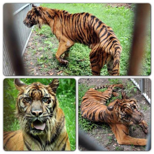 10 Gambar Binatang Jadi Kurus Di Zoo Surabaya Indonesia