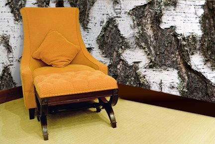 birch tree wallpaper. of the white irch tree.