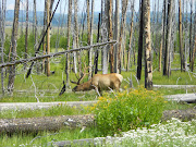 Yellowstone Park (yellowstone )