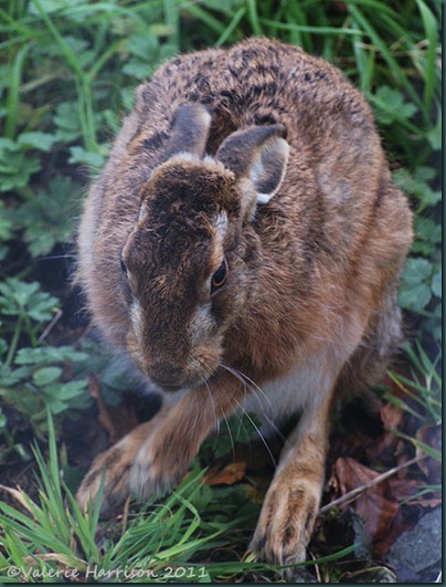 hare-3