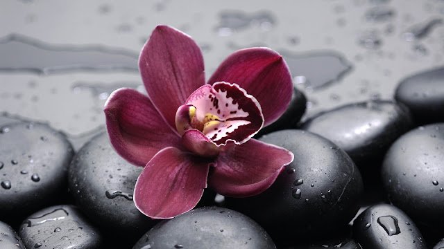 Orchid And Pebbles Close-up HD Wallpaper