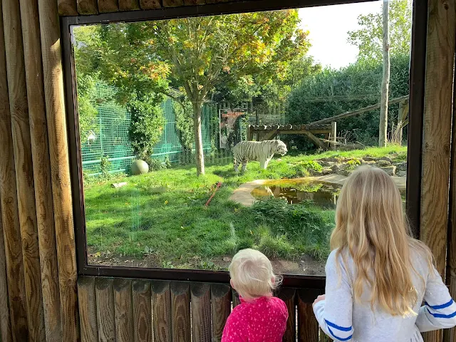 Looking through a window at a White Tiger