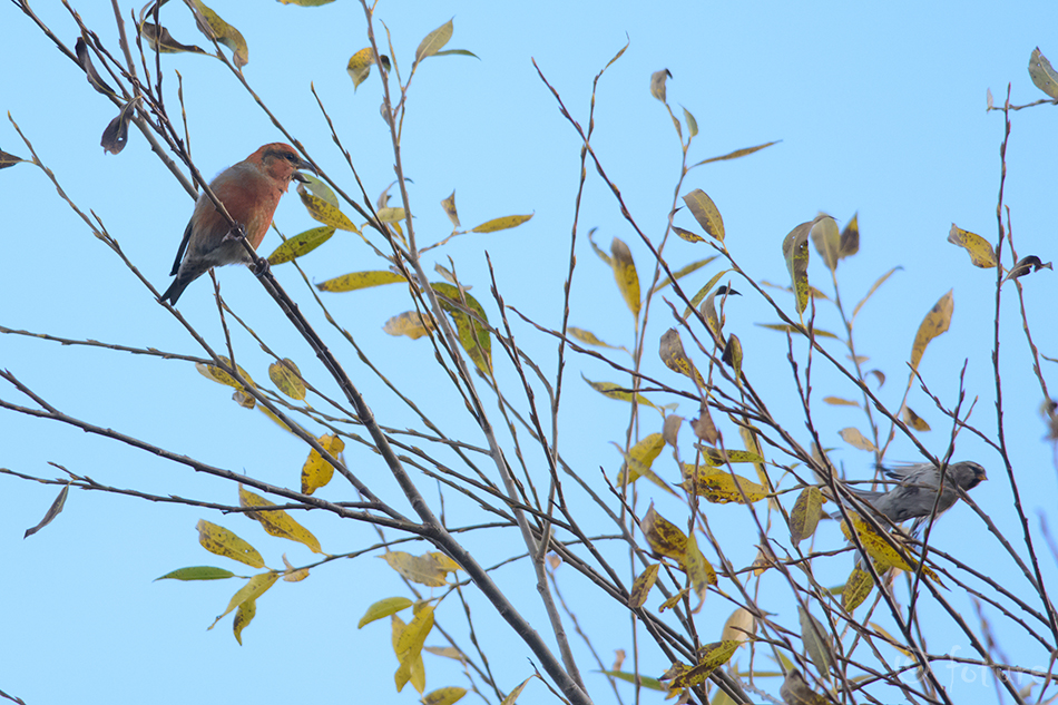 Kuuse-käbilind, Loxia curvirostra, Red Crossbill