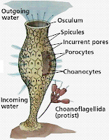  Jurnal  Klasifikasi Hewan  Invertebrata www asyimakalah com