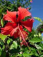 Hibiscus